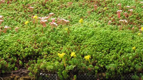 Sedum sur toiture végétalisée ©Valérie Vidril